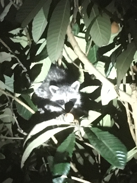 アライグマ,ビオトープ,寝屋川