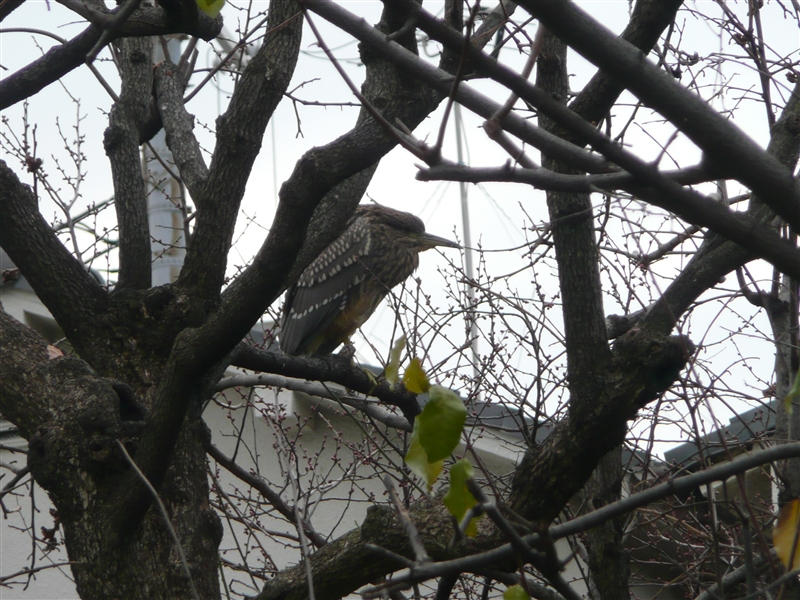 ゴイサギ,ビオトープ,寝屋川