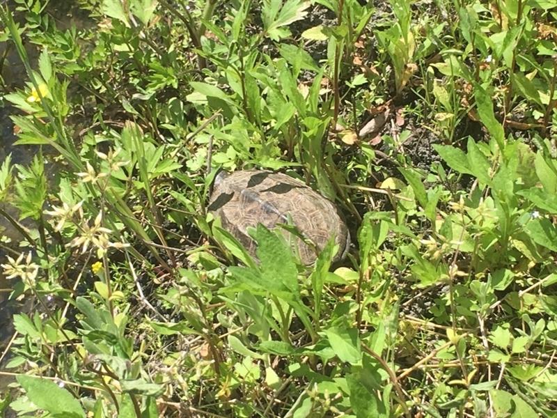カメ,ビオトープ,寝屋川,やまがら木工所